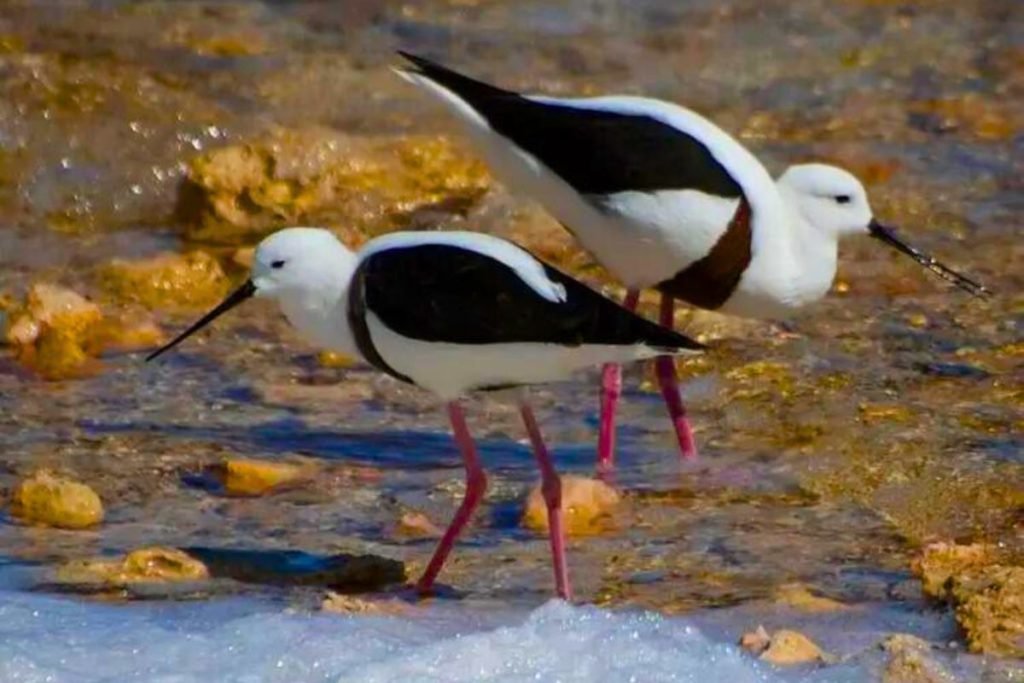 Black-winged Stilt
