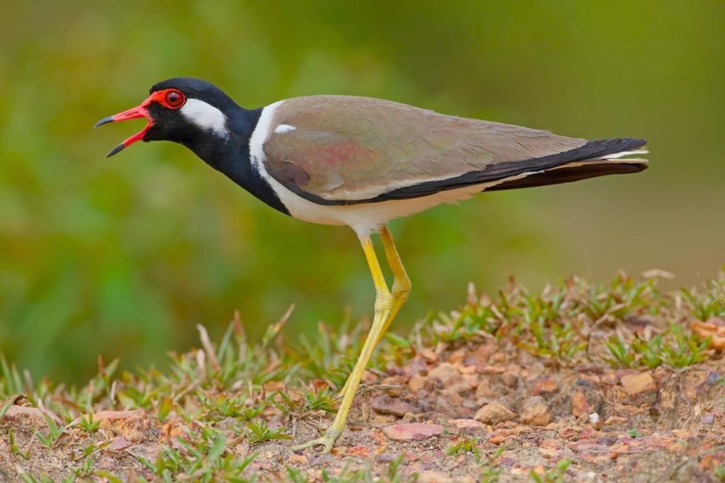 Red-wattled Lapwings