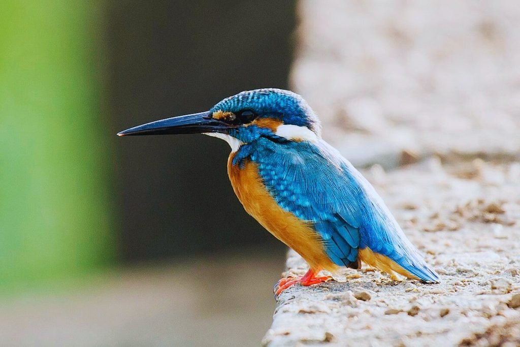 Common Kingfisher