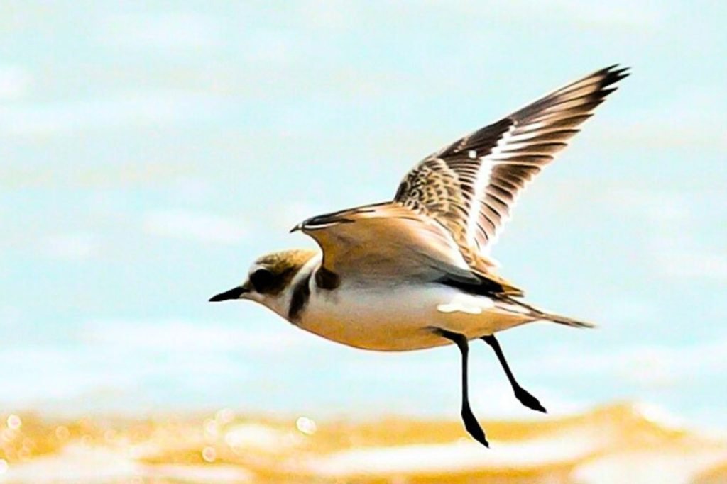 Kentish Plover in Rajaji National Park