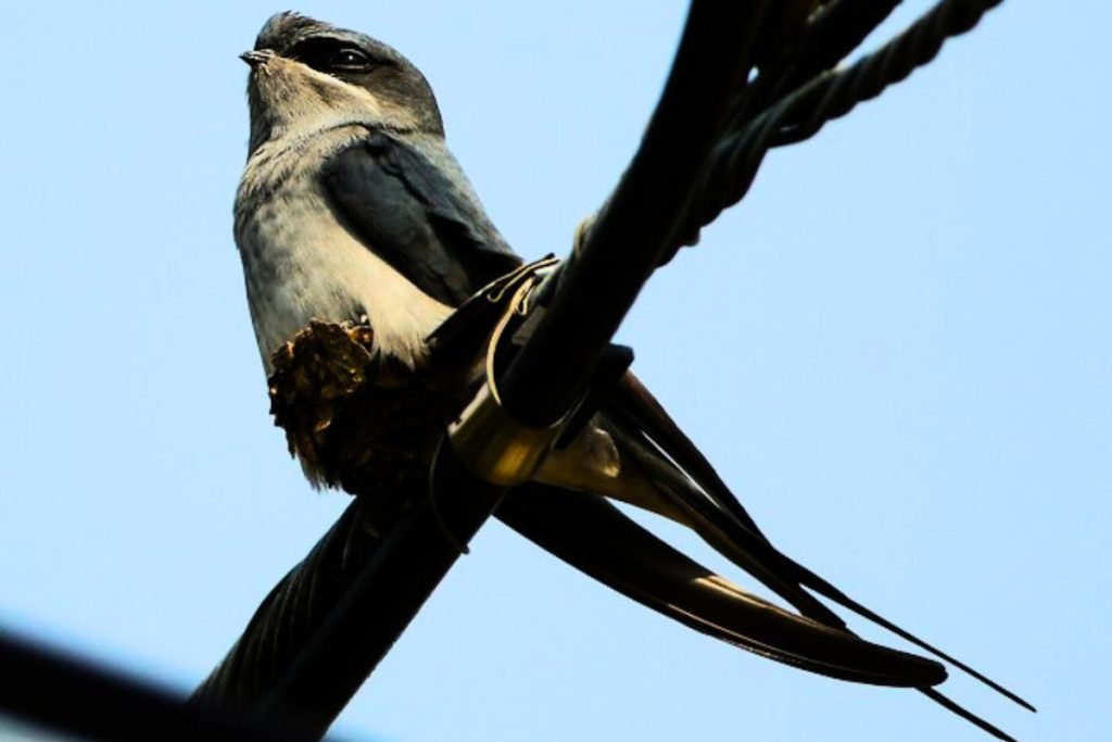 Crested Treeswift