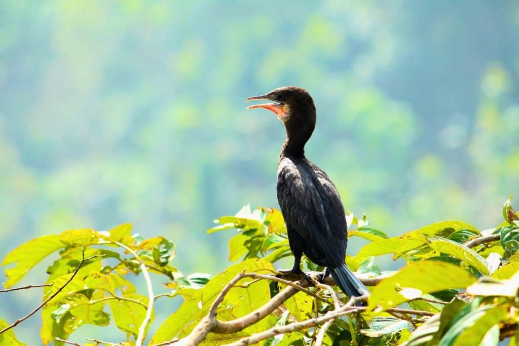 Little Cormorants in Rajaji National Park