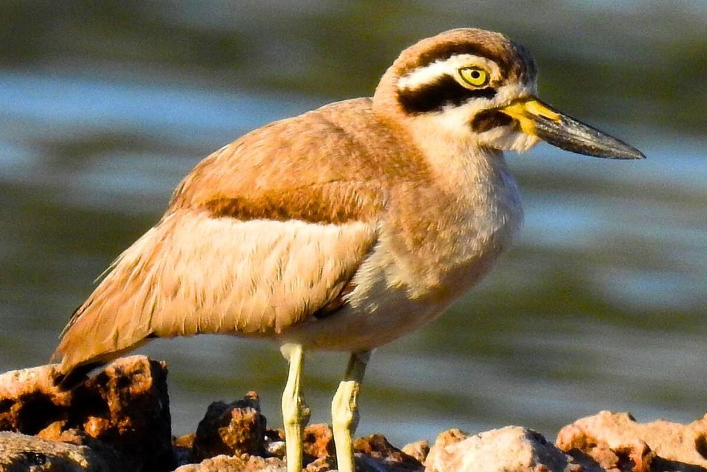 Great Thick-knee