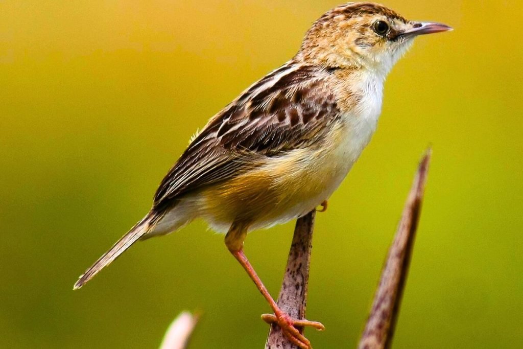 Zitting Cisticola