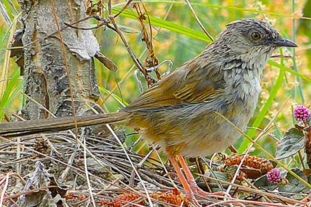 Himalayan Prinia