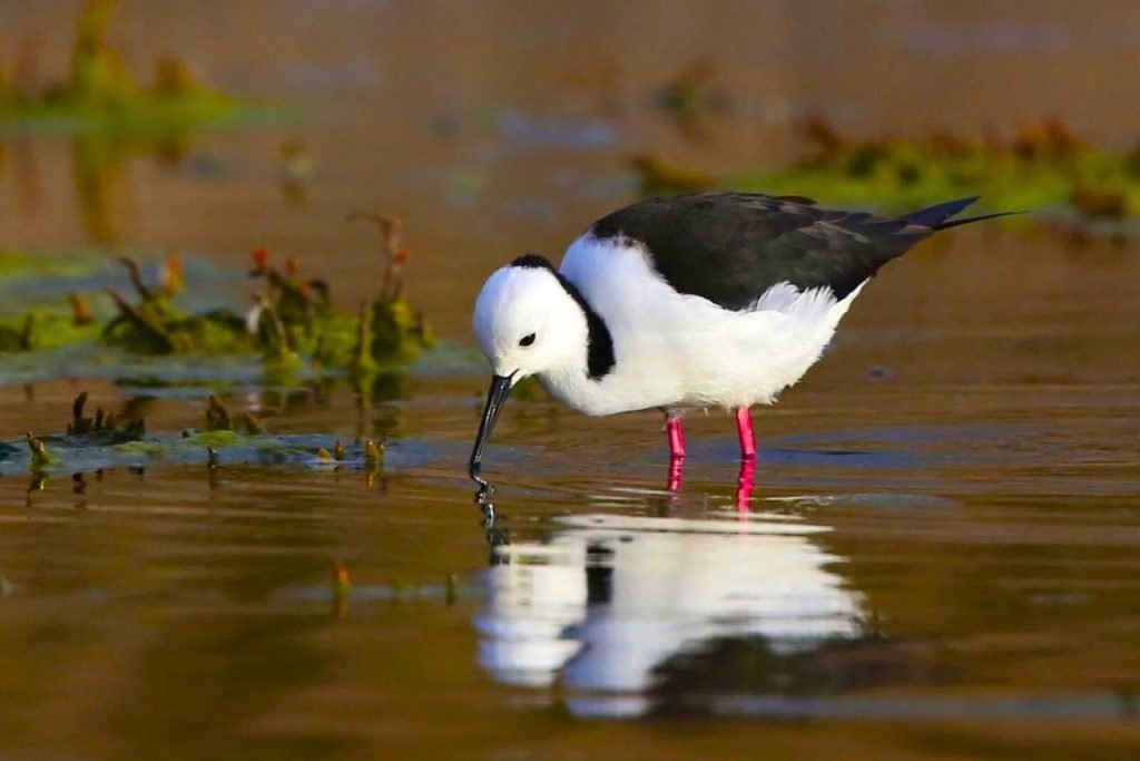Black-winged Stilts