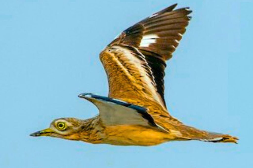 Indian Thick-knee