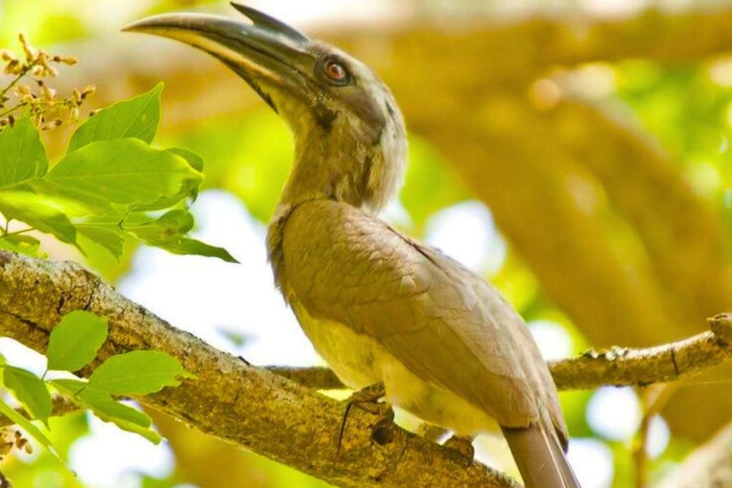 Indian Grey Hornbill