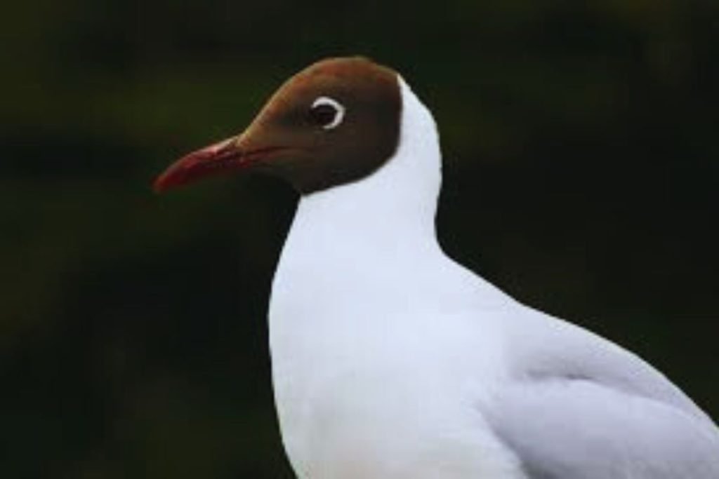Brown-headed Gull