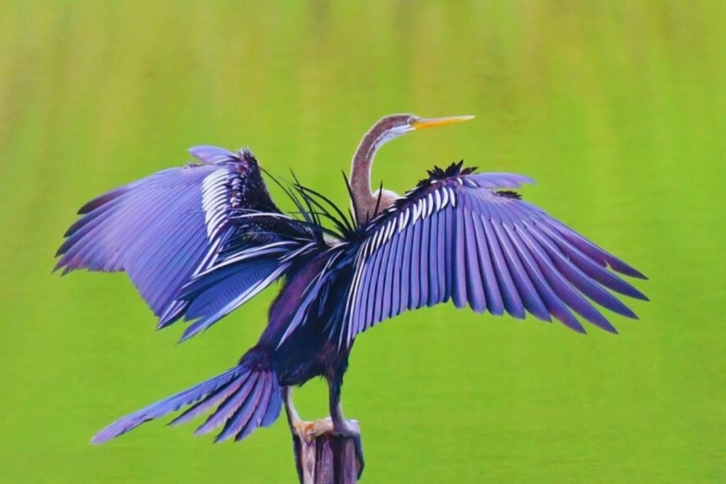 Oriental Darter