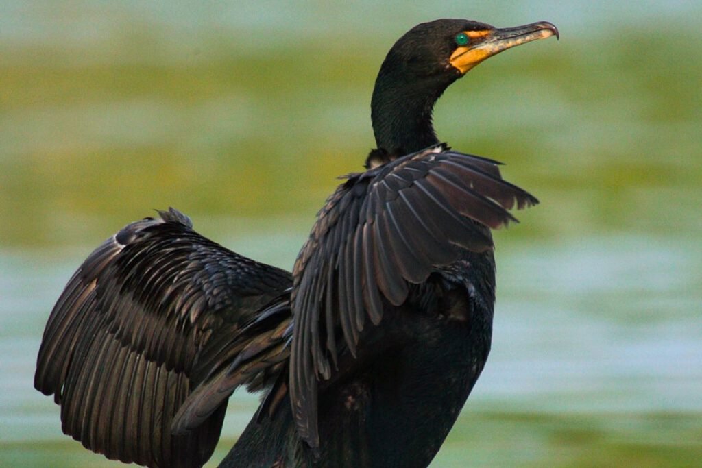 Little Cormorants in Rajaji National Park