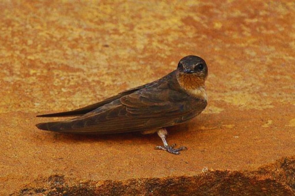Dusky Crag-Martin