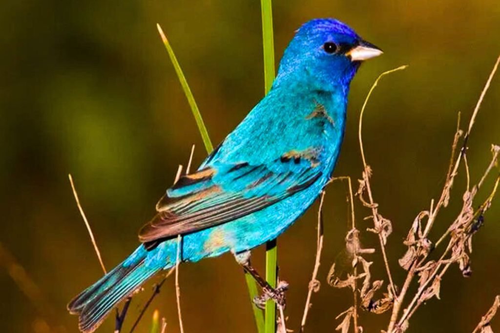 Rails, gallinules, and allies