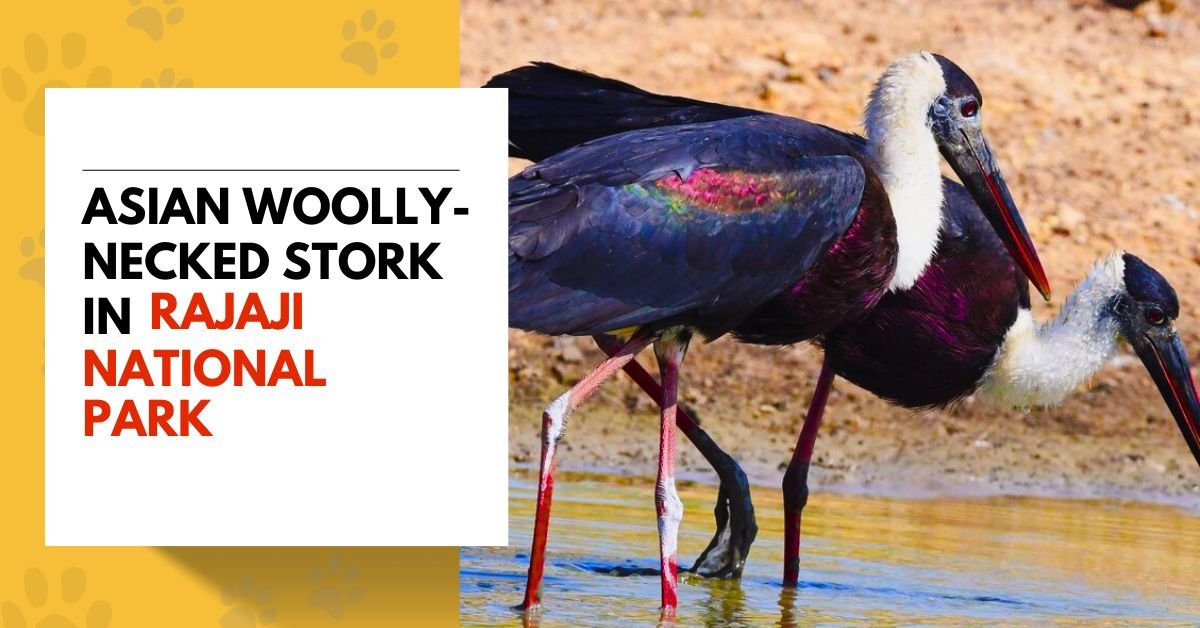 Asian Woolly-necked Stork