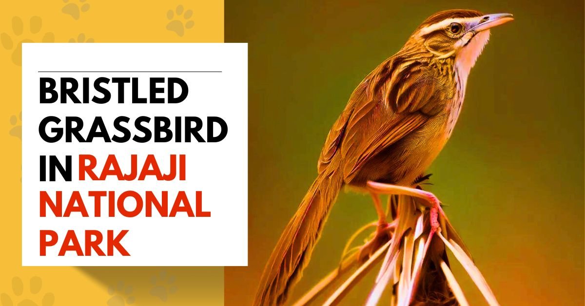 Bristled Grassbird