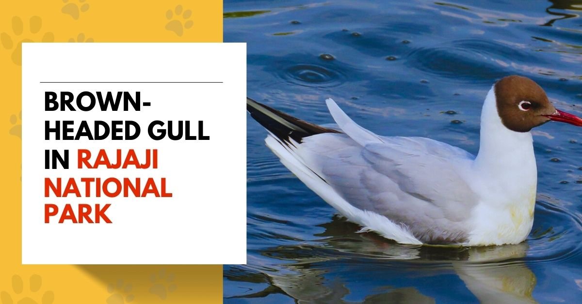 Brown-headed Gull