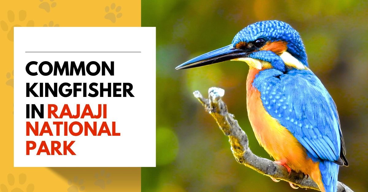 Common Kingfisher