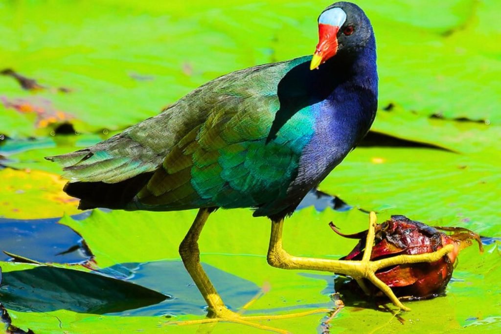 Gallinules