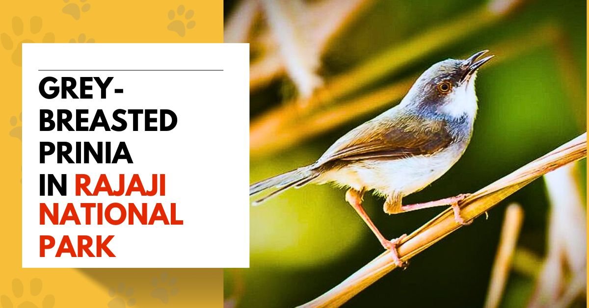 Grey-breasted Prinia