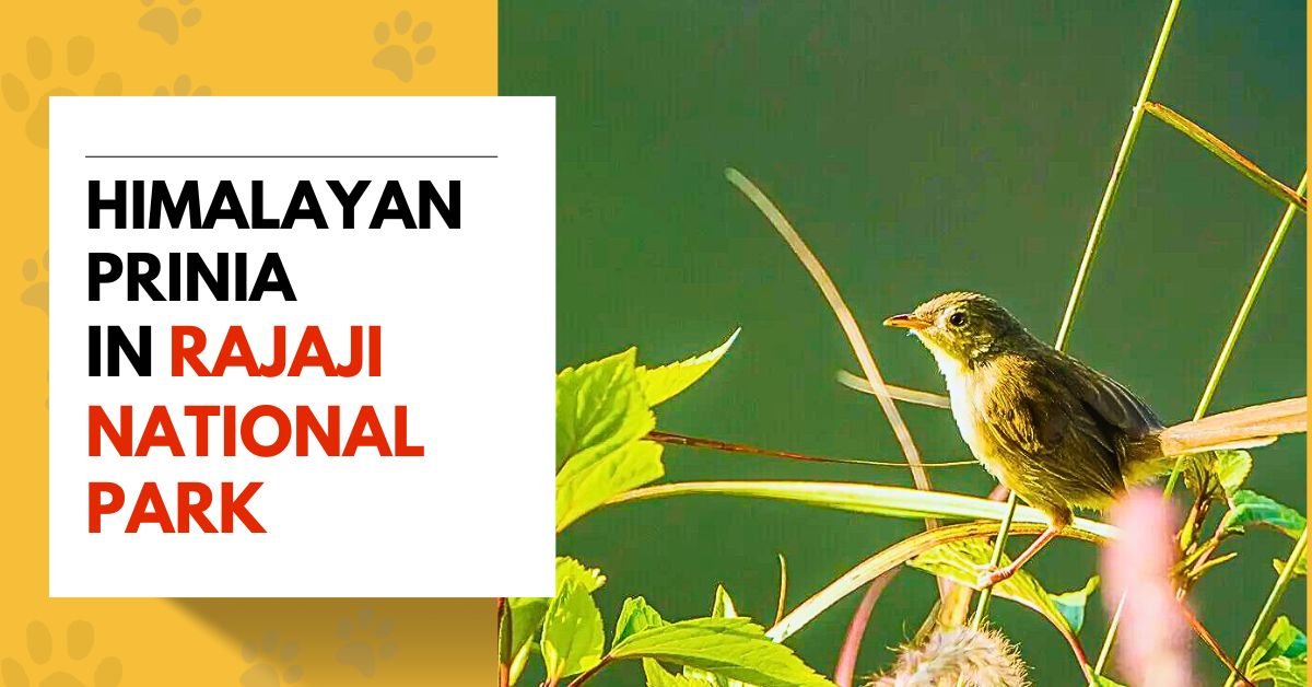 Himalayan Prinia