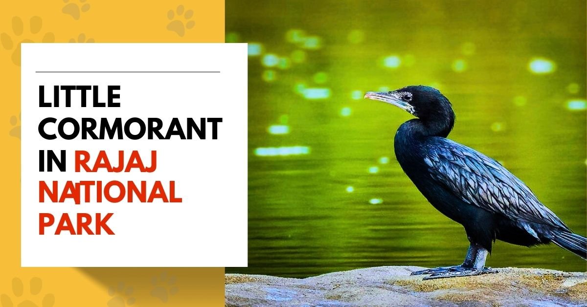 Little Cormorant in Rajaji National Park