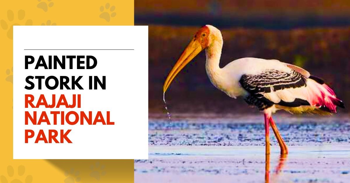 Painted Stork in Rajaji National Park