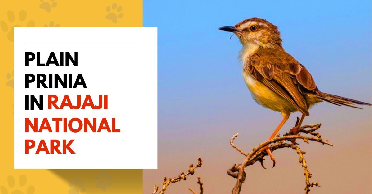 Plain Prinia