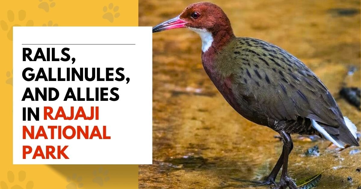 Rails, Gallinules, and Allies