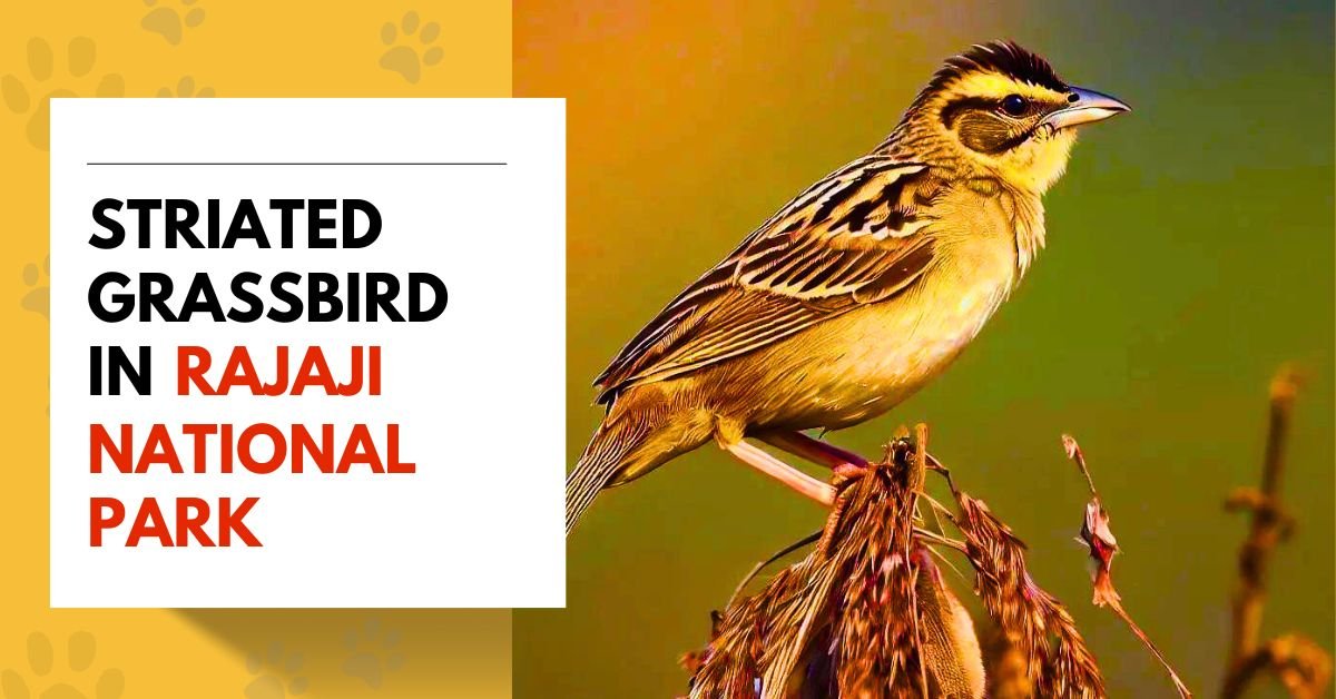 Striated Grassbird