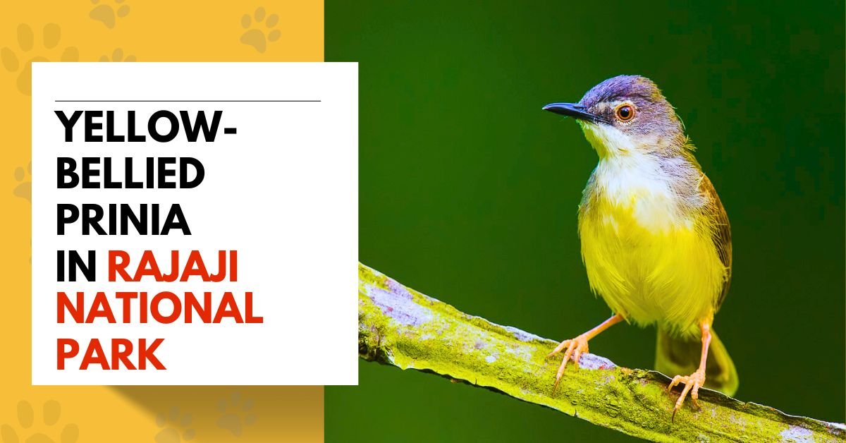 Yellow-bellied Prinia