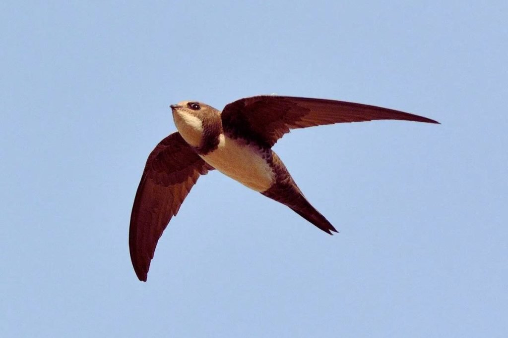 Alpine Swift
