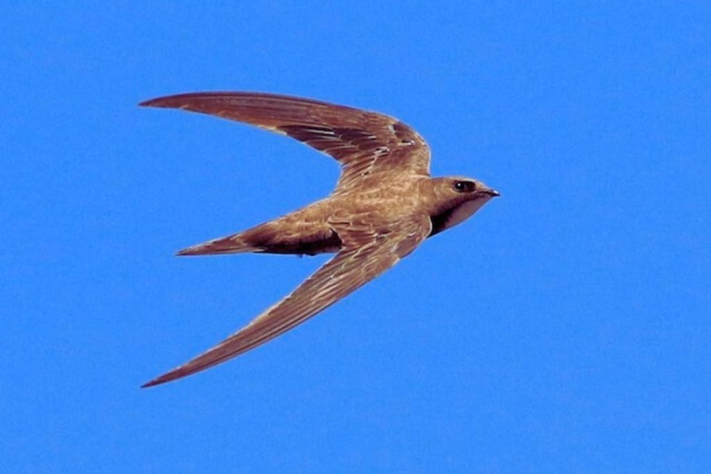 Alpine Swift