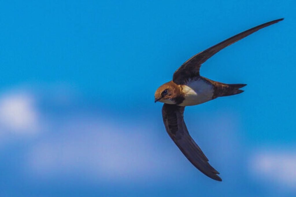 Alpine Swift