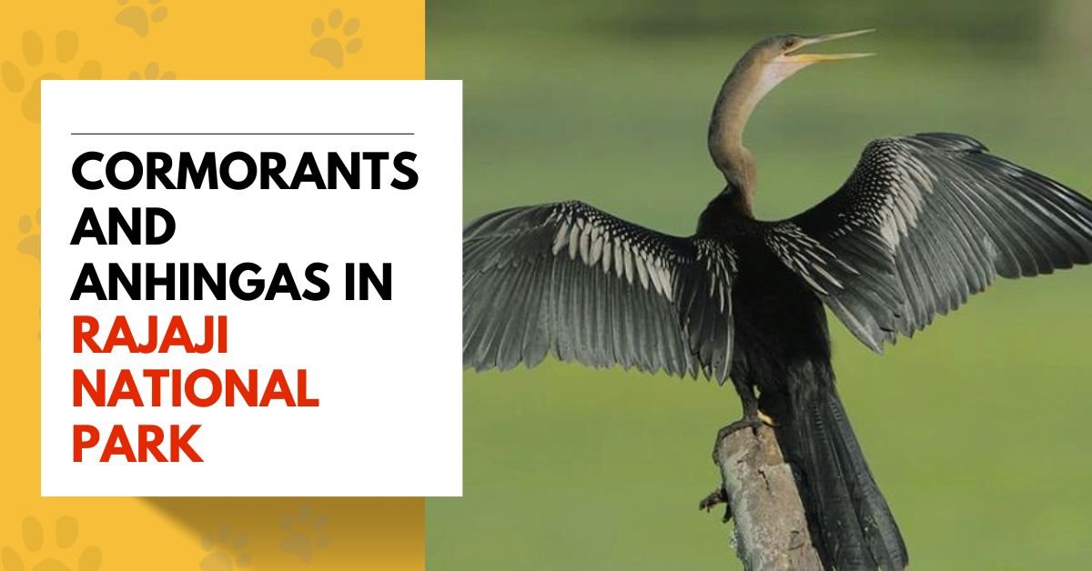 cormorants and anhingas