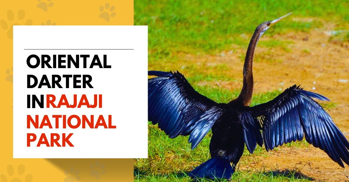 Oriental Darter