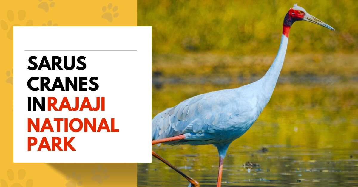 Sarus Cranes