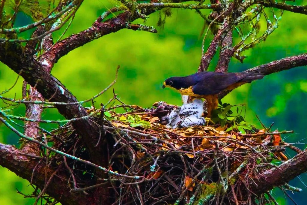 Rufous-bellied Eagle