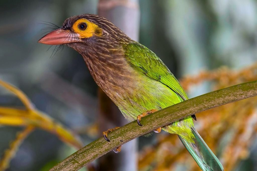 Brown-headed Barbet