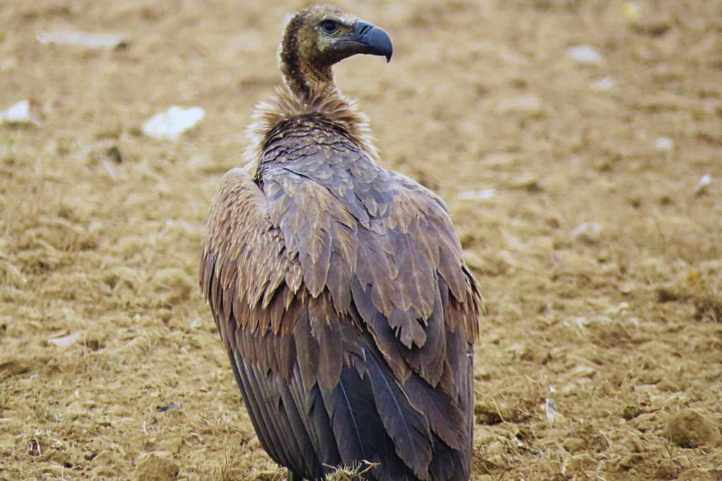White-rumped Vultures in Rajaji National Park