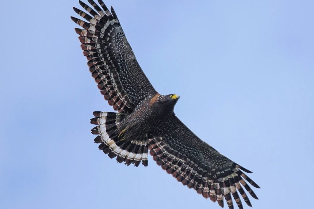 Crested Serpent-Eagle