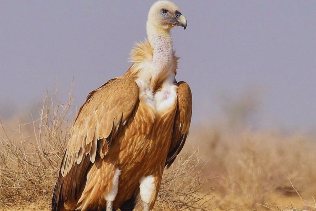 Eurasian Griffon in Rajaji National Park