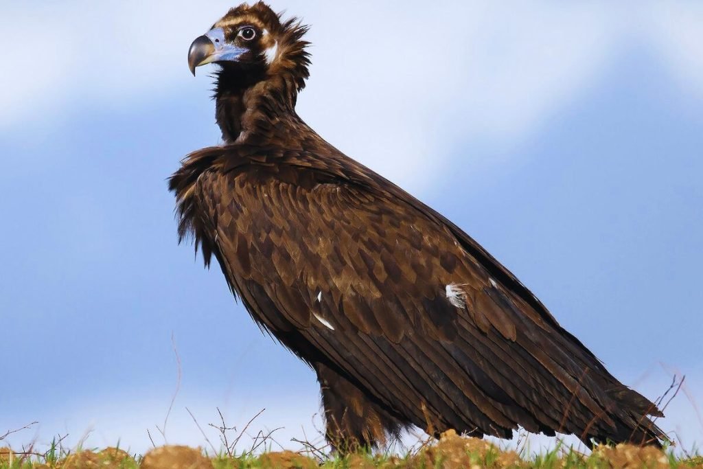 Cinereous Vulture