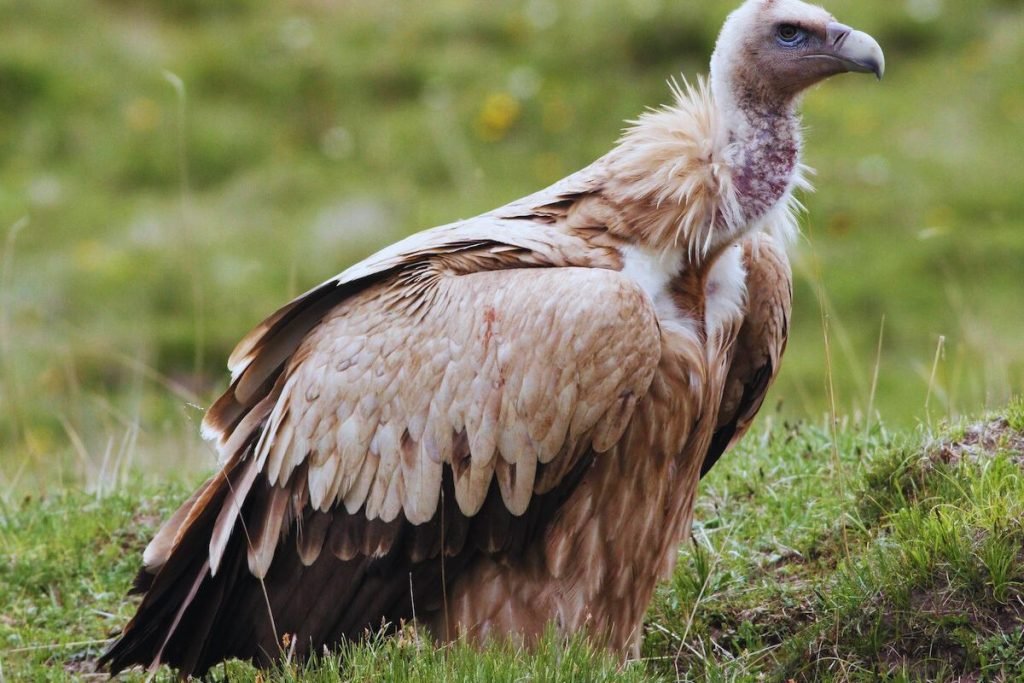 Himalayan Griffon