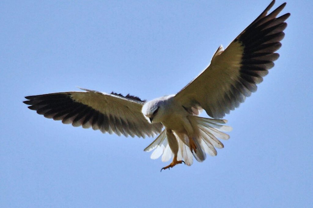 Black-winged Kite
