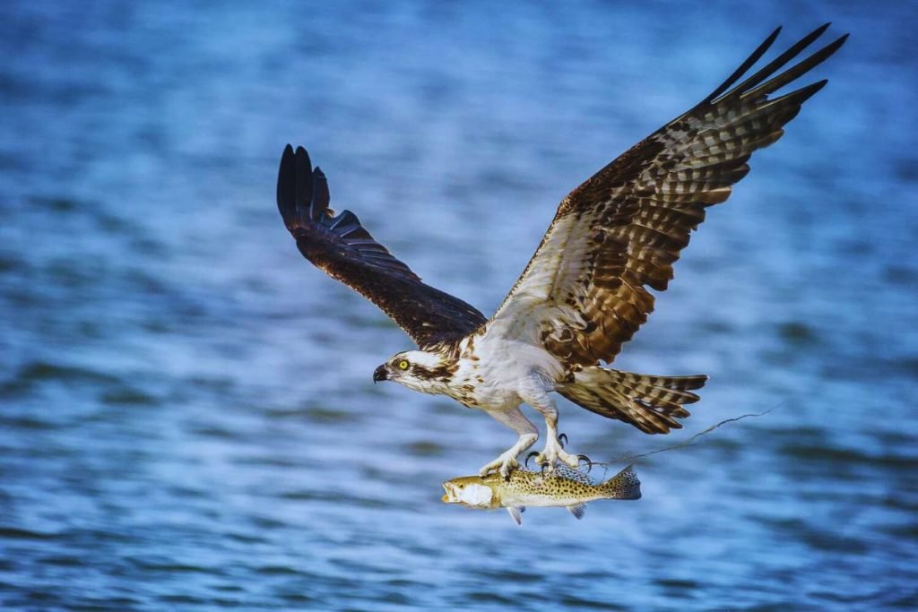 Osprey in Rajaji National Park
