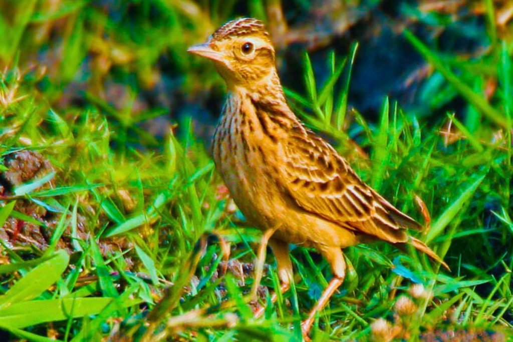 Oriental Skylark