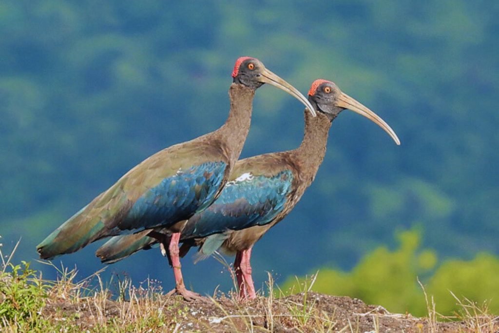 Red-naped Ibis