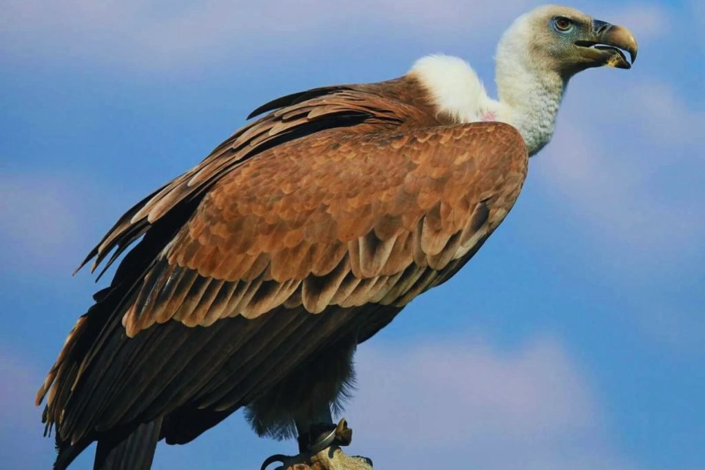 Gyps Vultures