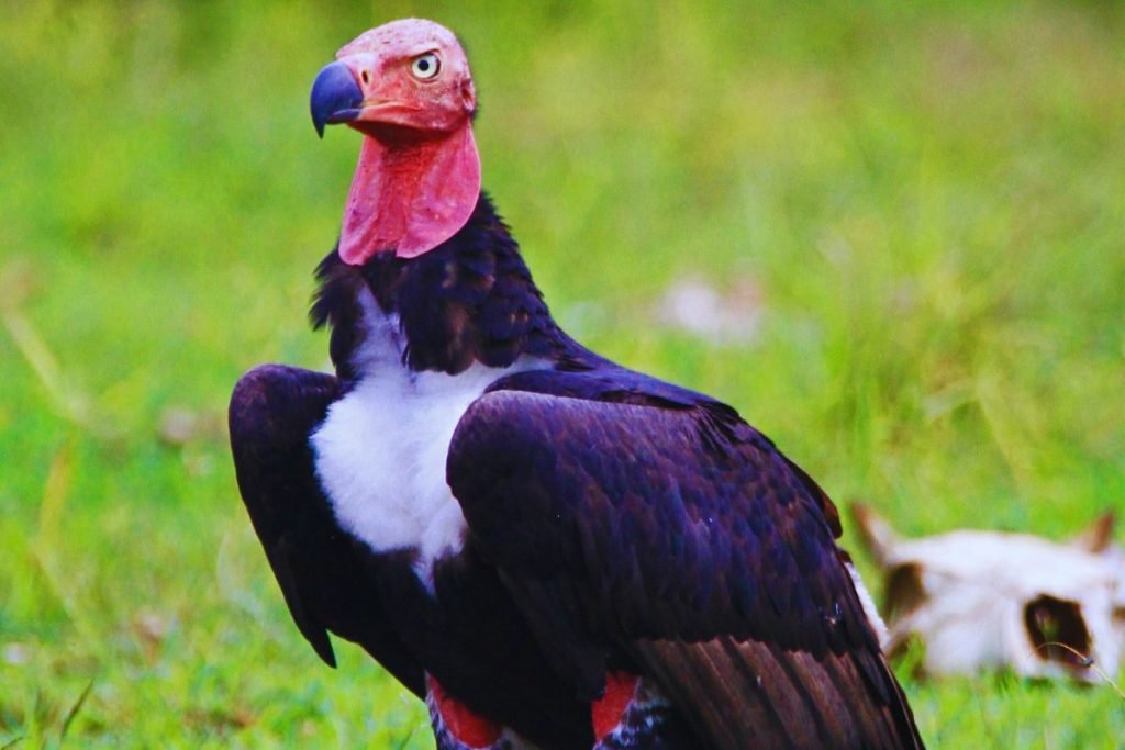 Red-headed Vulture