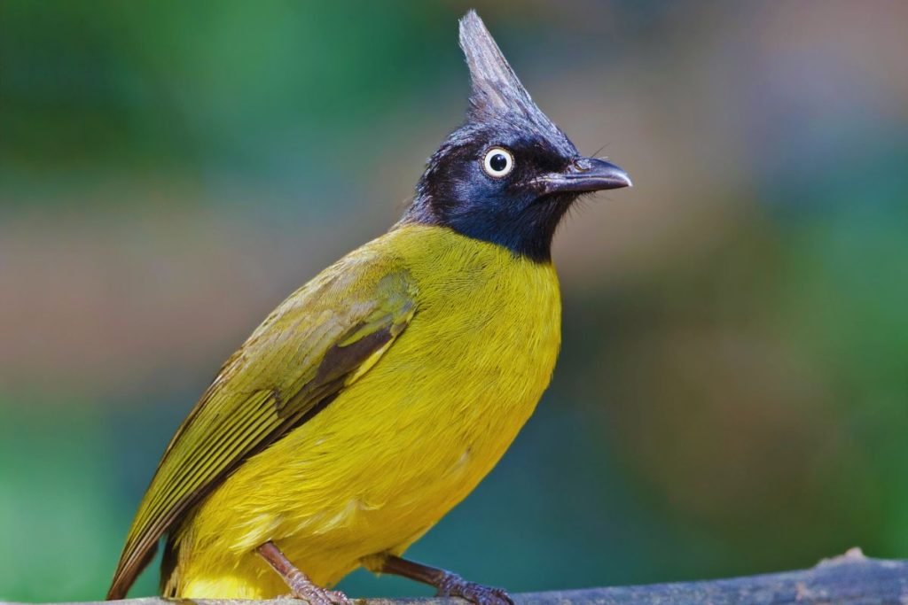 Black-Crested Bulbul